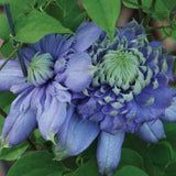 Blue Light Clematis