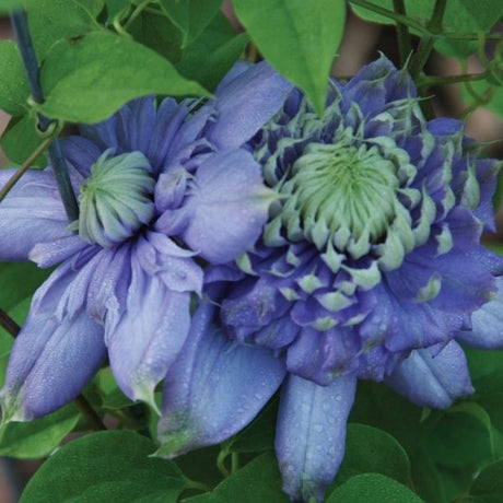 Blue Light Clematis