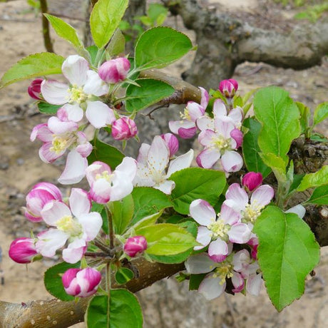 Pink Lady Apple Tree (Cripps Pink Variety)