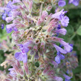 Six Hills Giant Catmint