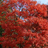 Paperbark Maple