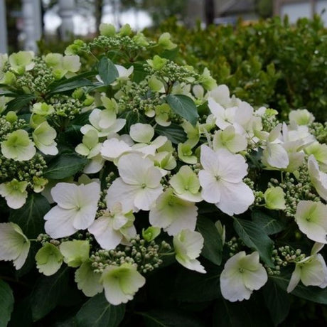 Fairytrail Bride&reg; Cascade Hydrangea&reg;