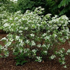 Iroquois Beauty Black Chokeberry