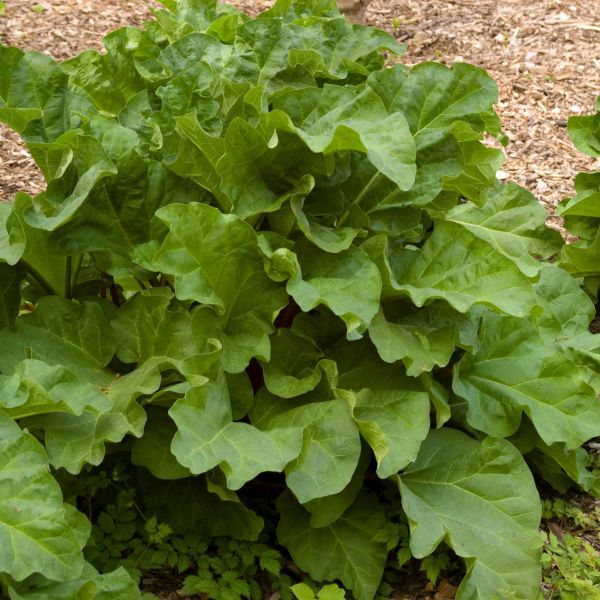 Chipmans Canada Red Rhubarb Plant