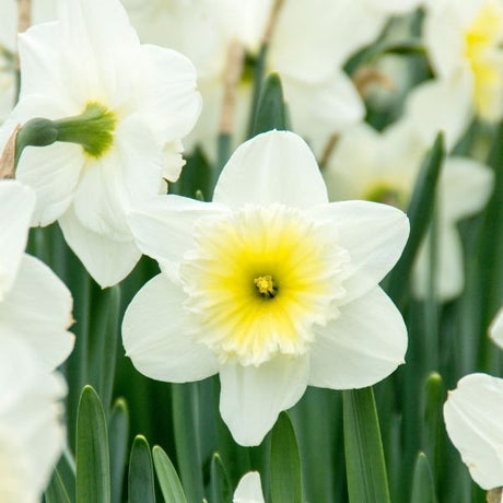 Ice Follies Daffodil