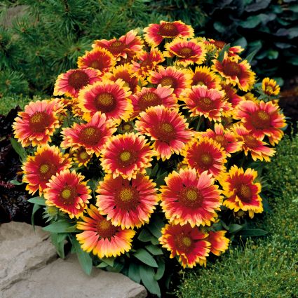 Arizona Sun Gaillardia