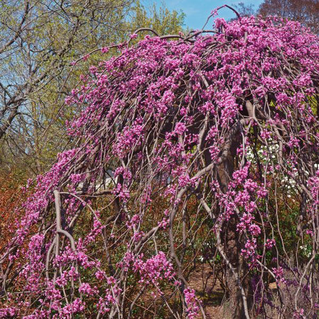 Pink Heartbreaker Weeping Redbud Tree