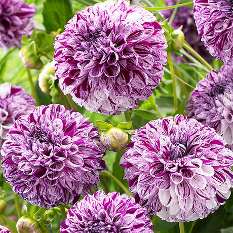 Marble&trade; Ball Dahlia