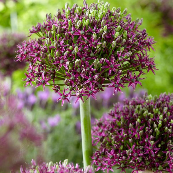 Magic Allium