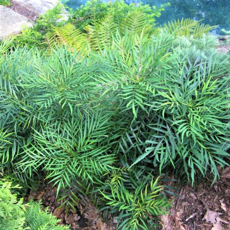 Soft Caress Mahonia