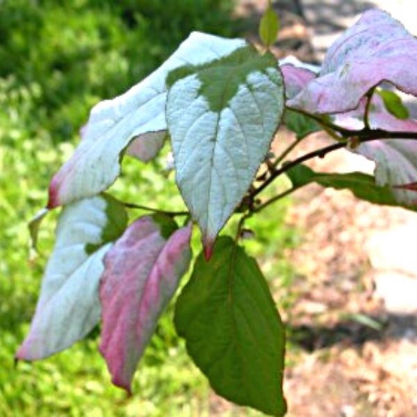 Arctic Beauty Kiwi Vine