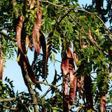 Thornless Honeylocust