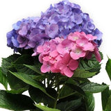 LA Dreamin'&reg; Hydrangea