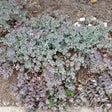 Cauticola Sedum