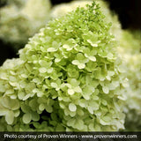 Limelight Panicle Hydrangea