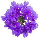 Superbena&reg; Dark Blue Verbena