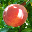 Redhaven Peach Tree