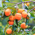 Fuyu Persimmon Tree