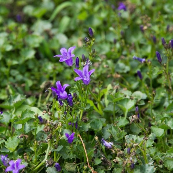 Catharina Dalmation Bellflower