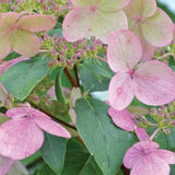 Fire and Ice&trade; Panicle Hydrangea Tree Form