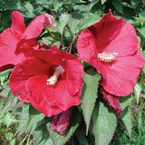 Cranberry Punch&reg; Hardy Hibiscus