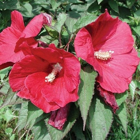 Cranberry Punch&reg; Hardy Hibiscus