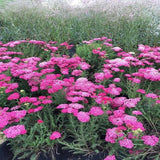 Saucy Seduction Yarrow