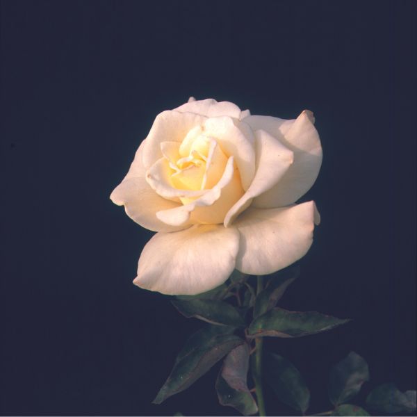 John F. Kennedy Rose