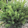 Wardii Yew Shrub