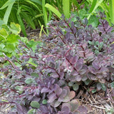 SUNSPARKLER&reg; Dazzleberry Sedum