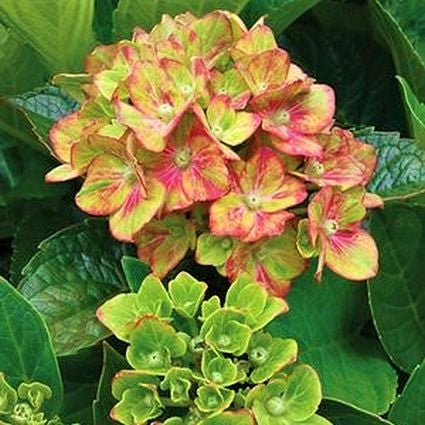 Next Generation® Pistachio Bigleaf Hydrangea | Buy at NatureHills.com