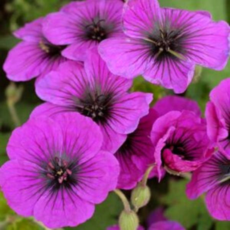 Dragon Heart Geranium