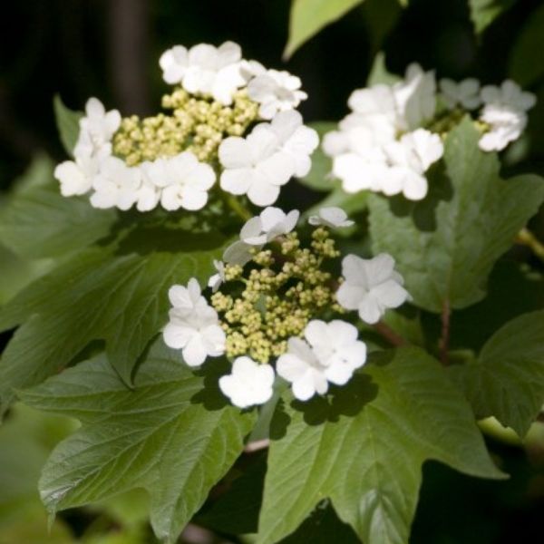 Redwing&reg;  American Cranberrybush Viburnum