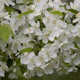 Snowdrift Crabapple