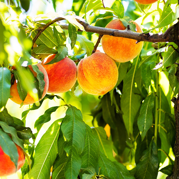 Garnet Beauty Peach Tree