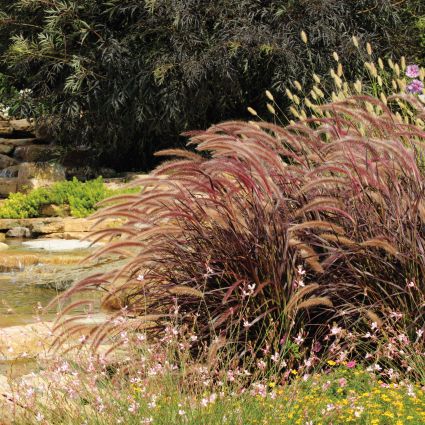 Graceful Grasses® Purple Fountain Pennisetum