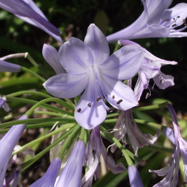 Blue Yonder Lily of the Nile