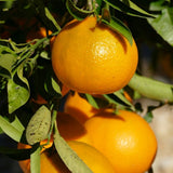 Lane Late Navel Orange Tree