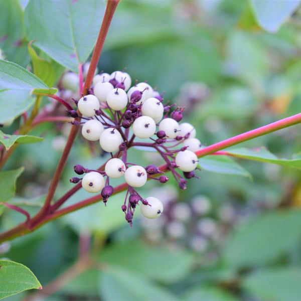 Cardinal Red Osier Dogwood