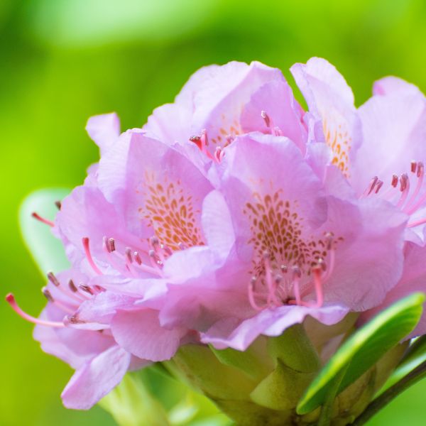 Vernus Rhododendron