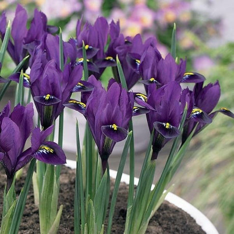 Purple Hill Dwarf Iris