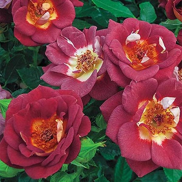 Hot & Sassy™ Miniature Rose | Buy at NatureHills.com