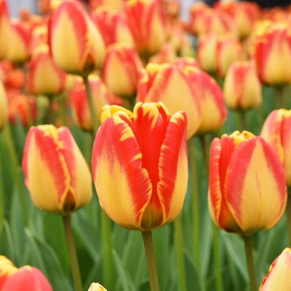 Banja Luka Tulip