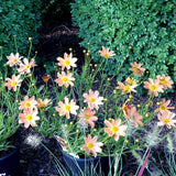 Coreopsis Sienna Sunset