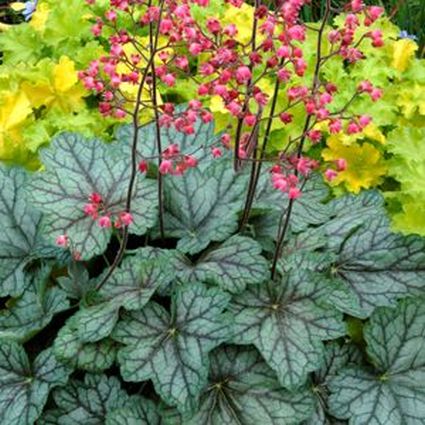 Peppermint Spice Coral Bells