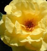 Sunsprite Rose