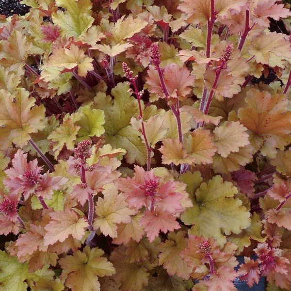 Marmalade Coral Bells