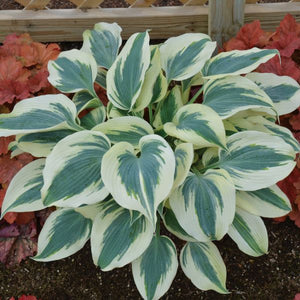 Blue Ivory Hosta
