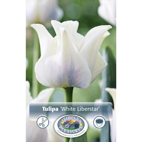 White Liberstar Tulip