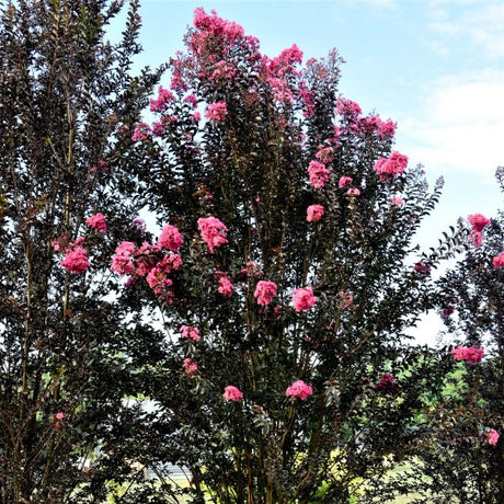 First Editions&reg; Twilight Magic&trade; Crape Myrtle Tree